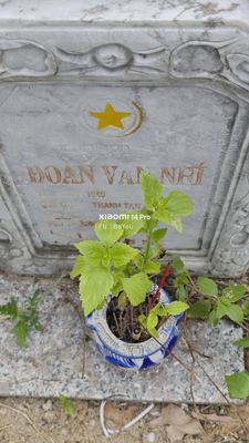 Ảnh bia mộ của liệt sĩ Đoàn Văn Nhí